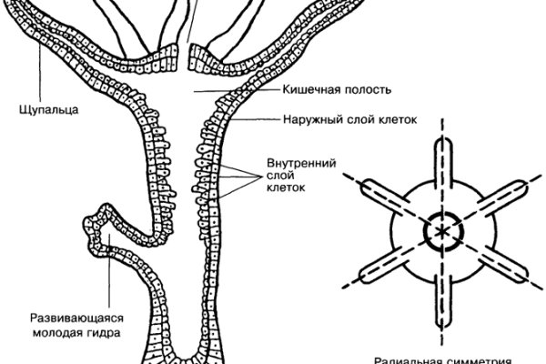 Почему не заходит на кракен