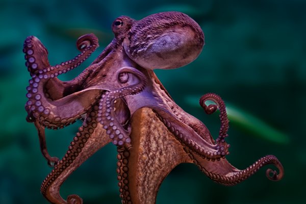 Kraken маркетплейс kr2web in