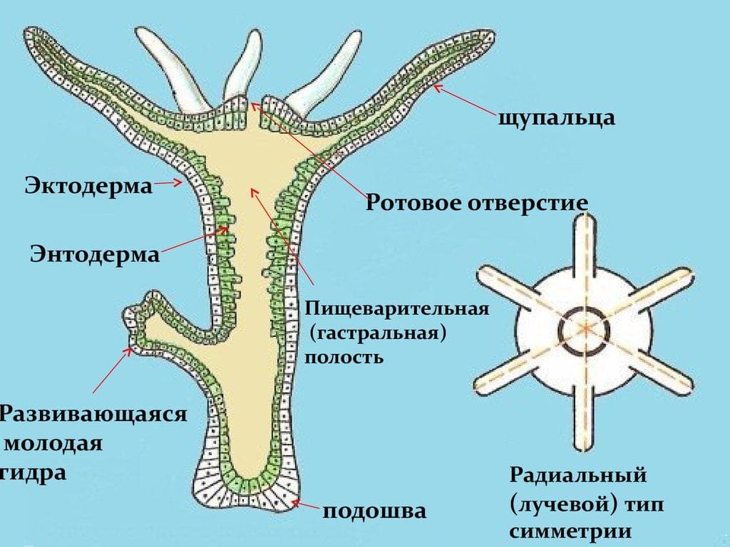 Линк кракена